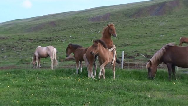 Tinnas, Ntts and Stssas foals