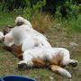 Blood hound
