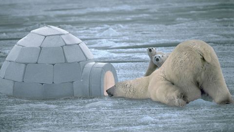 Funny Polar Bear