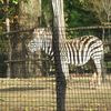 zebra hestur