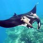 Manta ray