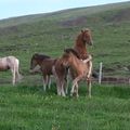 Tinna´s, Nótt´s and Stássa´s foals