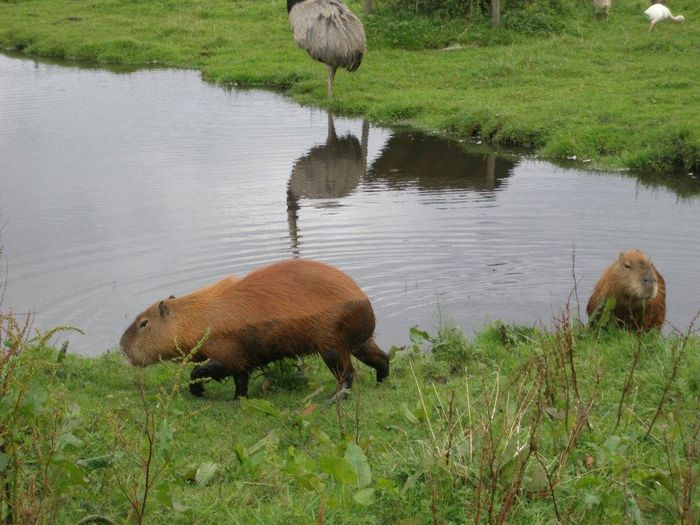 Cabybara