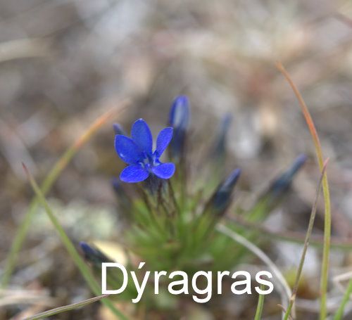 Dyragras