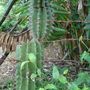 Meiri kaktus