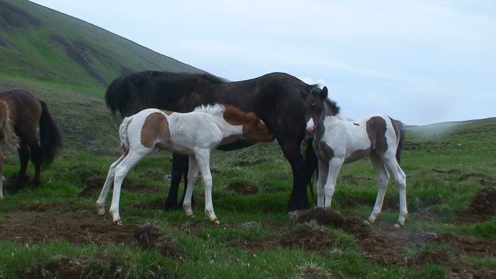 Hrafntinna and her foal and Gfas foal