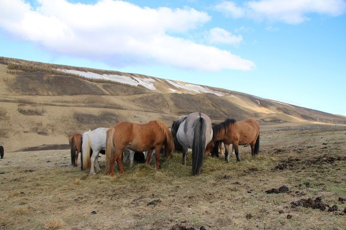 17 ma 2020 pregnant mares