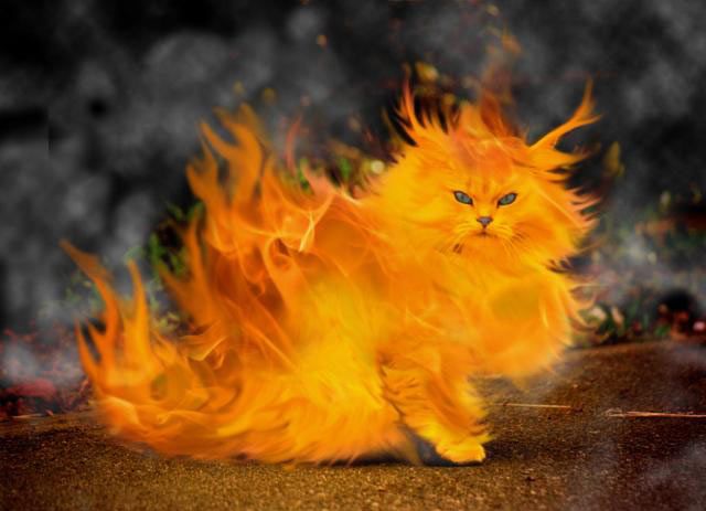1337-fire-cat