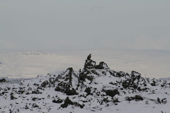 Ef hann heldur a g komi er hann binn a gleyma ttarstoltinu