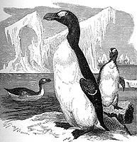 pinguinus impennis.jpg