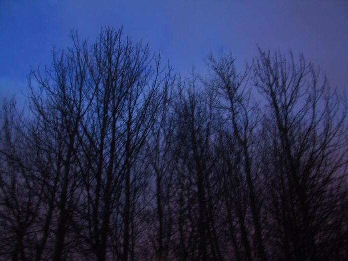 Trees in theTwilight