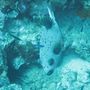 Pfufferfish