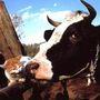 funny-cat-picture-cat-and-cow
