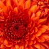 ...rysanthemum