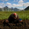 mole-windmills 1 eu 2