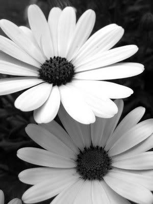 black and white flowers.jpg