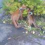 The two lovebirds..hehe