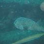 Boxfish