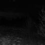 black sky with a nip of gray?