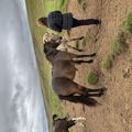 img 0741 1455616