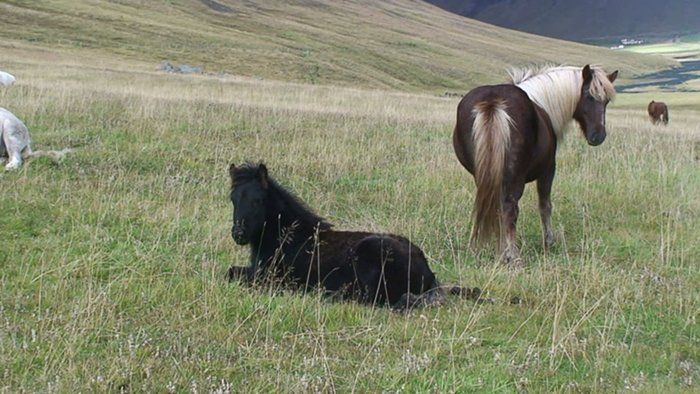Askja and foal