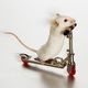 white mouse on skate board