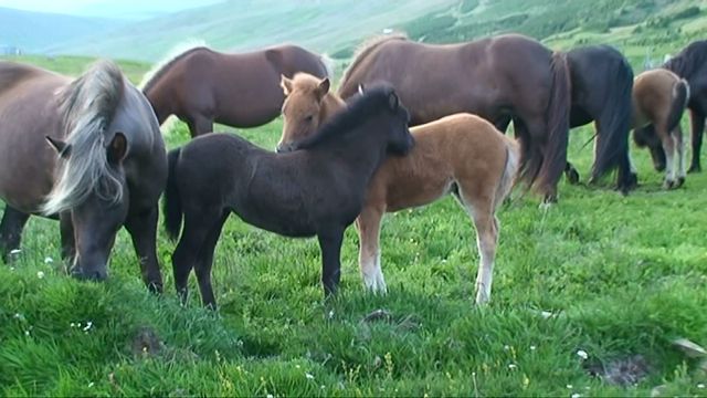 Fregn and Ntt foals