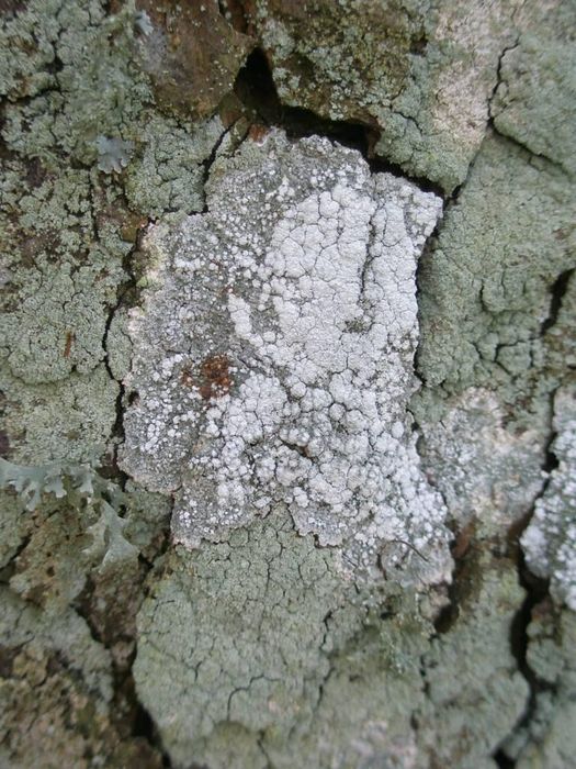 Pertusaria amara