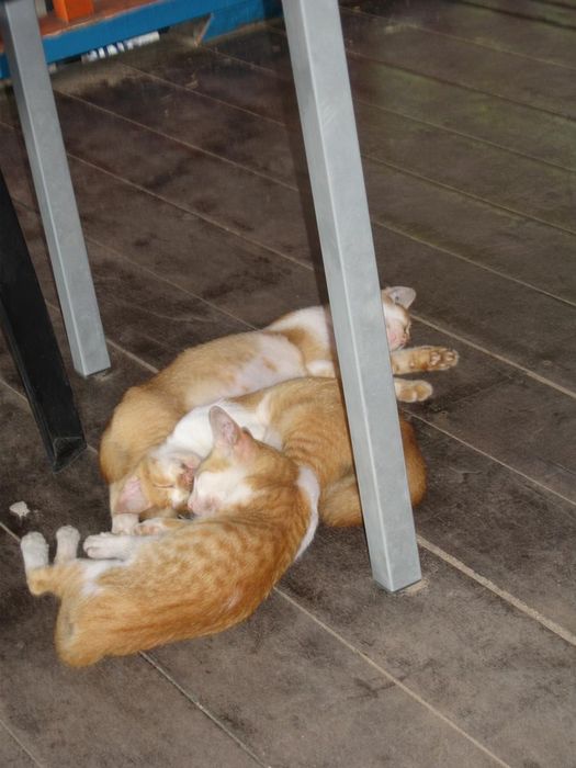 Mikid um ketti var a eyjunni