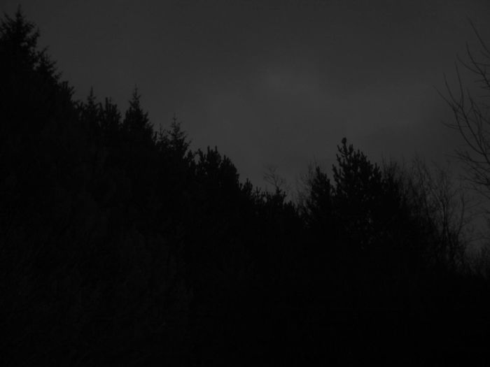 Trjgarur