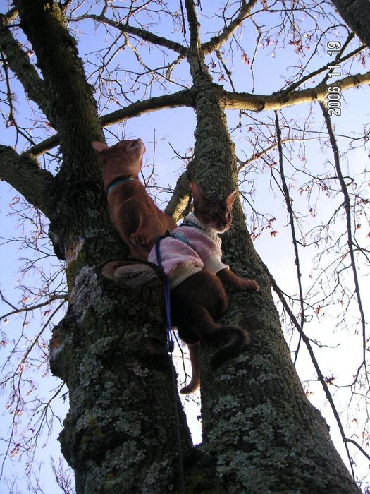 Climbing trees once again