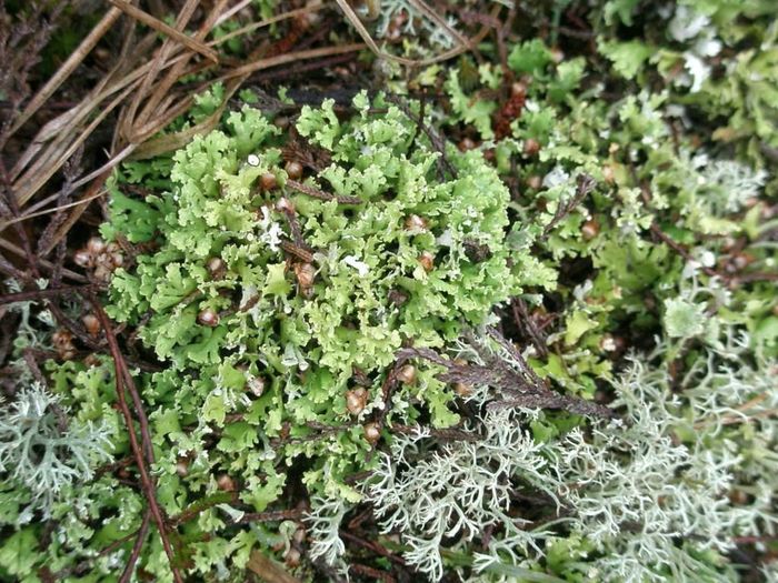 Cladonia foliacea