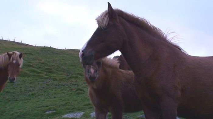 Mla and foal