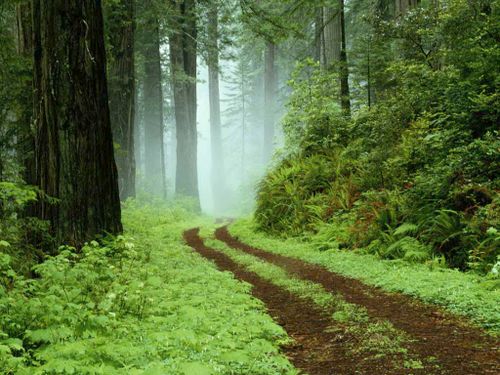 forest.jpg