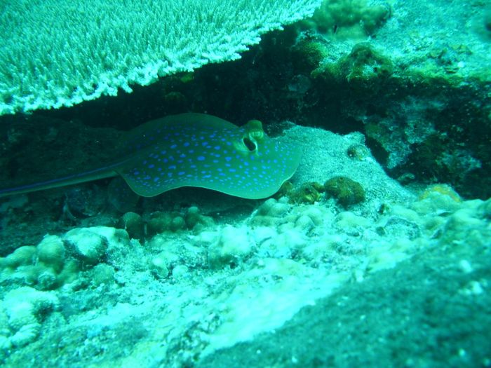 Stingray