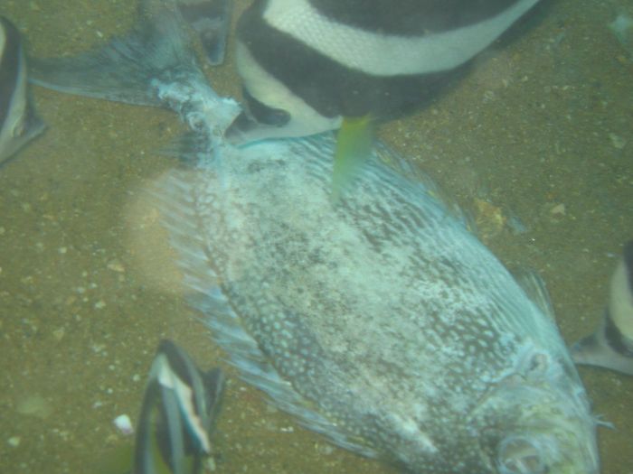 Fiskur a bora fisk