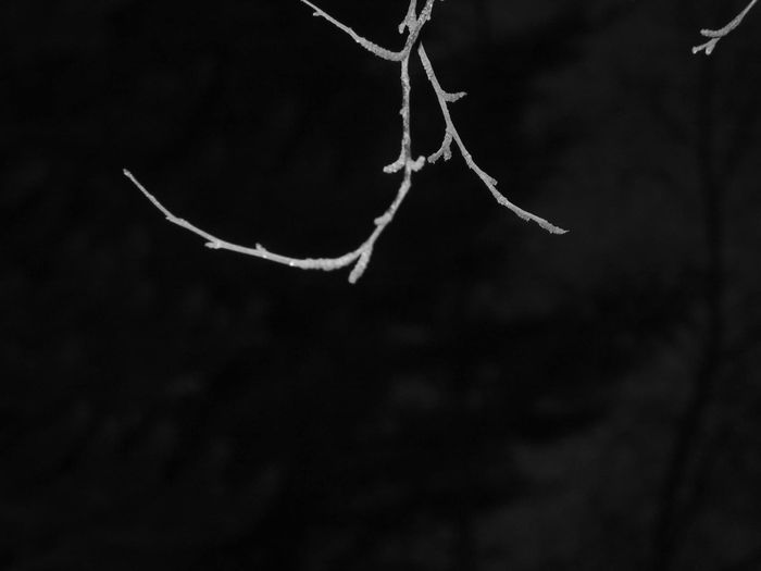spesiell