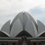 Lotus musteri
