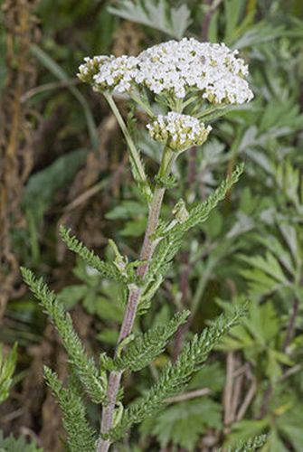 250px-Achillea millefolium vallee-de-grace-amiens 80 22062007 1