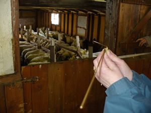 dowsing in stable 3