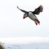 Puffin - Approach to land at Látrabjarg, westfjords of Iceland