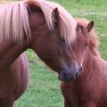 Bryti and her foal