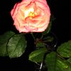 ...img_1613