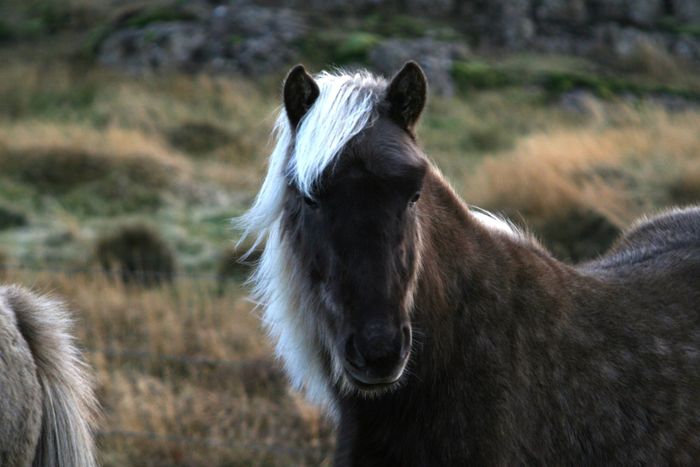 Silfra fr Vihl