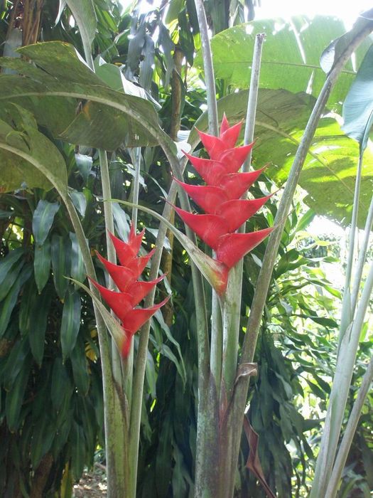 Heliconias