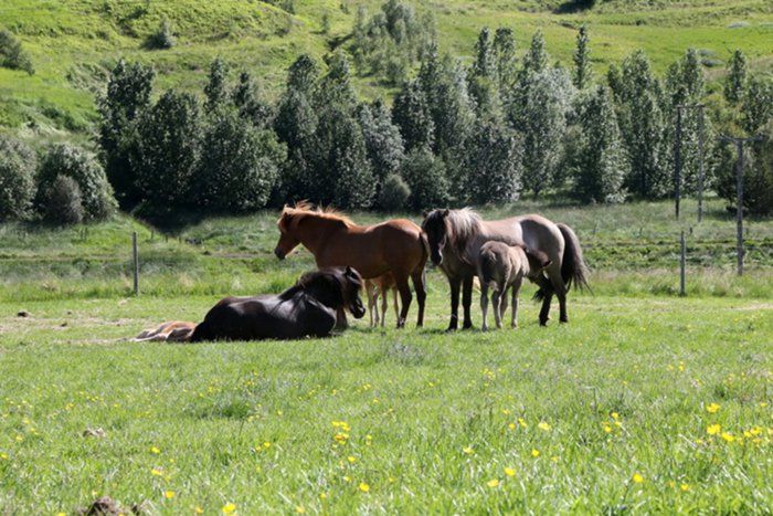 Snata, Gubjrg, raut and foals. 5 july 2016