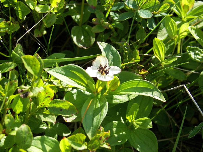 Skollaber (Cornus suecica)