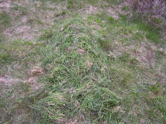 gras