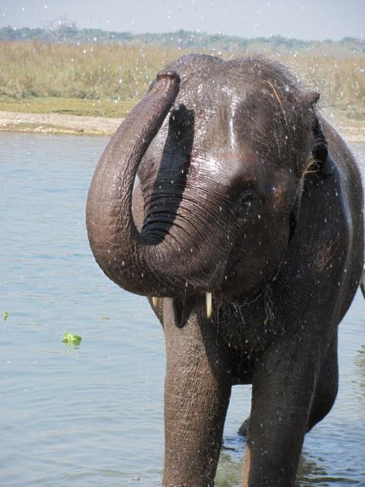 Chitwan National Park 040