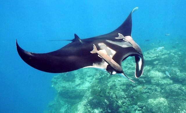 Manta ray